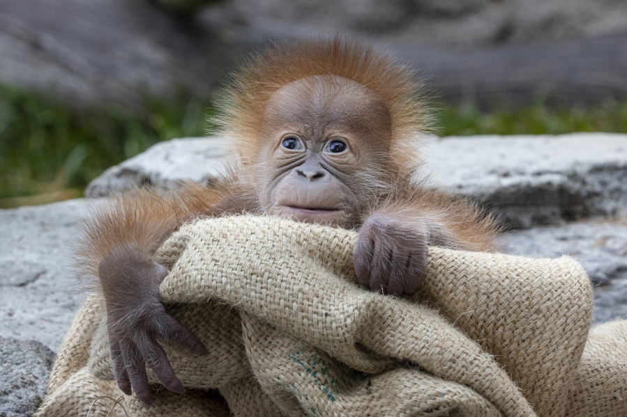This male Sumatran orangutan named Kaja was born Jan. 4 to Indah, a 35-year-old female at the San Diego Zoo.