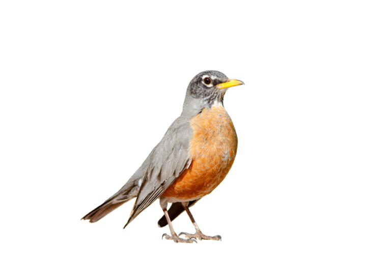 American robin (Contributed by National Gallery of Art)