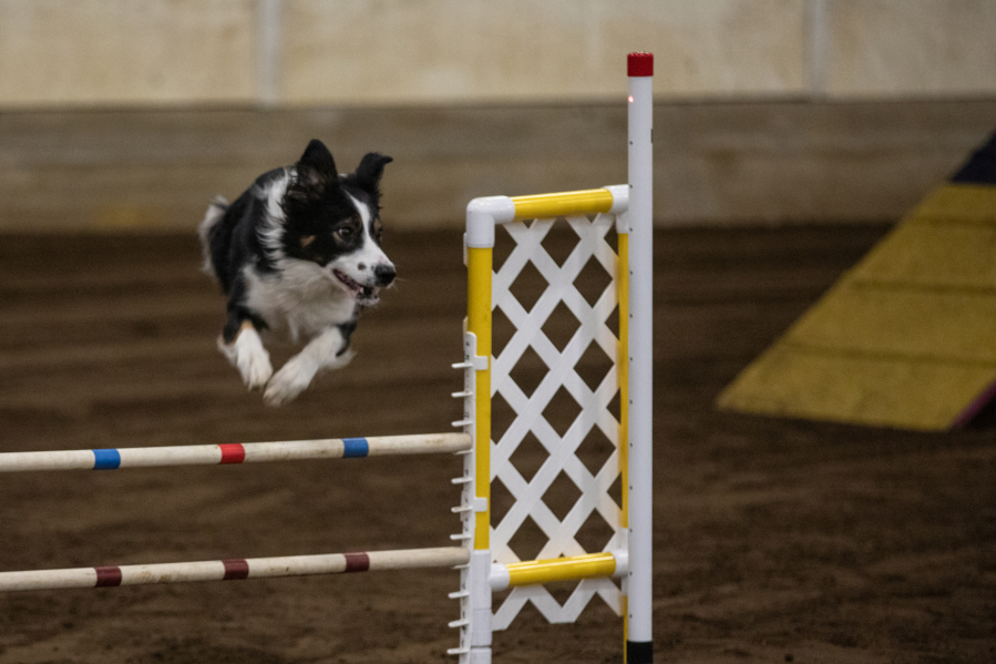 A border collie jumps Saturday during the Boston Terrier Club of Western Washington's agility trials in Ridgefield.