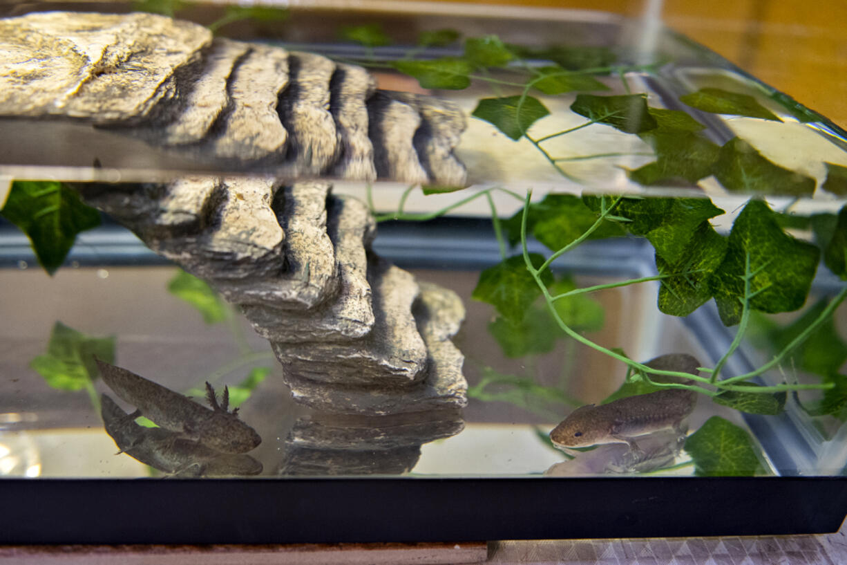A pair of axolotls, a type of salamander native only to Lake Xochimilco in Mexico, swim in a tank at Alley Cat Pet Center in Vancouver Mall. Their upturned mouths that seem to smile are only one reason they're becoming one of America's most popular pets.