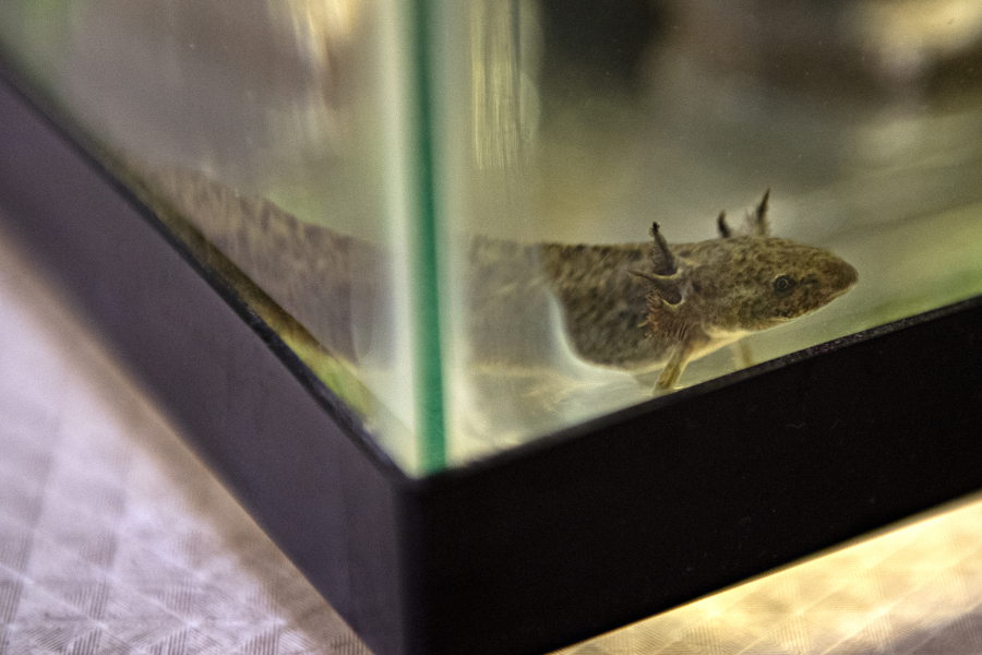 An axolotl swims in a tank at Alley Cat Pet Center. Axolotls are neotenic, meaning they retain their adolescent form into adulthood, including the feathery gills that fan out around their necks.