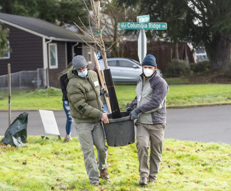 Tim Nutley, left, and Colin May, right, both of Portland, carry a nursery tree to its eventual planting spot Saturday, Jan. 15, 2022, in Vancouver. Volunteers with the Portland-based Friends of Trees organization spent the morning planting some 75 trees all over central Vancouver.