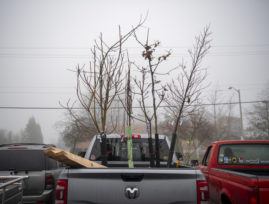 Various trees fill the back of a pickup truck Saturday, Jan. 15, 2022, at Evergreen Bible Church in Vancouver. Volunteers with the Portland-based Friends of Trees organization spent the morning planting some 75 trees all over central Vancouver.