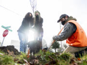 Miranda Harvey, 15, left, and Samantha Woehler, 17, center, both of Vancouver, hold a tree while Friends of Trees corporate and business relations specialist Sam Erman widens a hole Saturday in Vancouver. Volunteers with the Portland-based Friends of Trees organization spent the morning planting some 75 trees all over central Vancouver.
