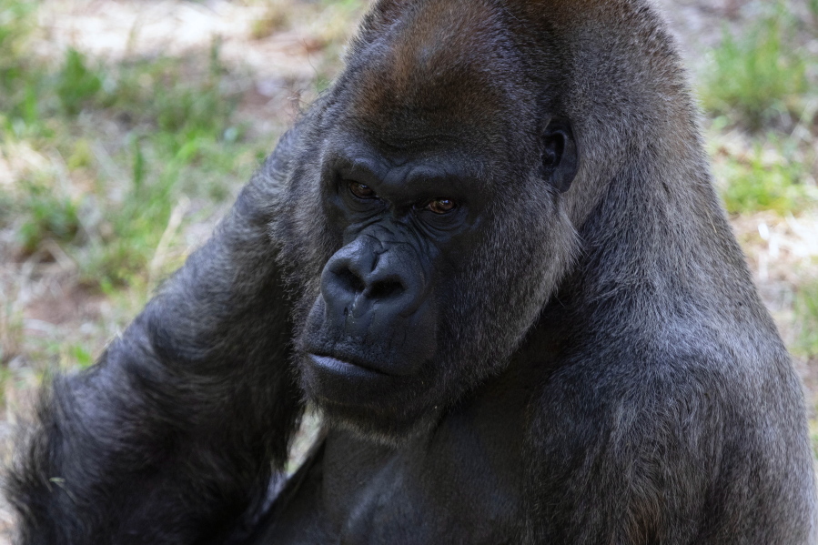 This June 2018 photo provided by Zoo Atlanta shows Ozzie, the world's oldest male gorilla. Ozzie was found dead by his care team at the Atlanta zoo Tuesday, Jan. 25, 2022 zoo officials announced. He was 61.