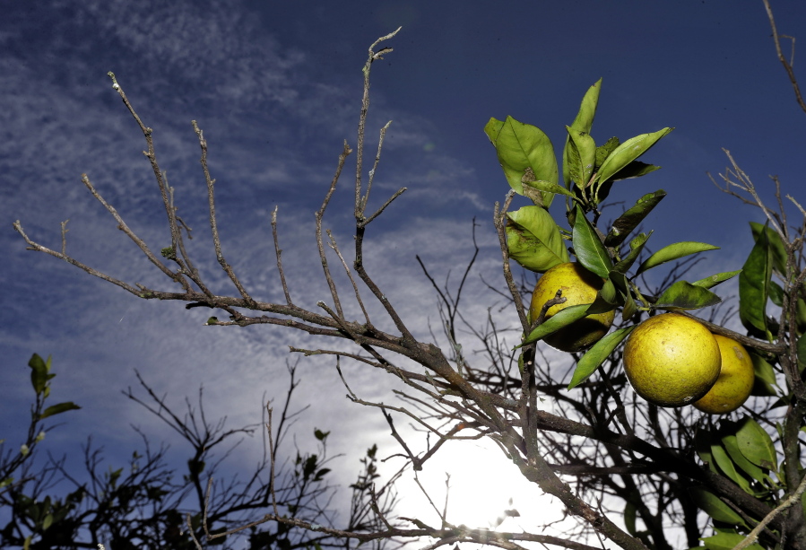 FILE - Oranges ripen in a grove in Wednesday, Dec. 11, 2013, in Plant City, Fla. Sixteen years after their legal battle began, around 18,000 homeowners in central Florida area will be paid over $42 million collectively by Florida's agriculture agency for destroying their citrus trees during a state effort to eradicate a harmful citrus disease.