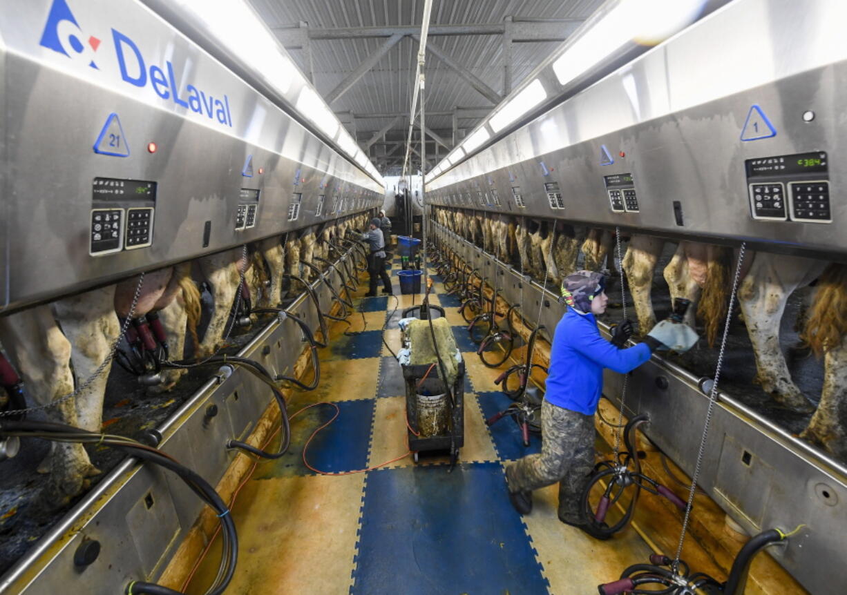 Farm workers milk dairy cows in the milking parlor at the Welcome Stock Farms Tuesday, Jan. 25, 2022, in Schuylerville, N.Y. New York state is now looking at lowering the farm worker overtime threshold from 60 hours a week.  Some workers and their advocates say the change would bring long-delayed justice to agricultural workers in New York.  But the prospect is alarming farmers.