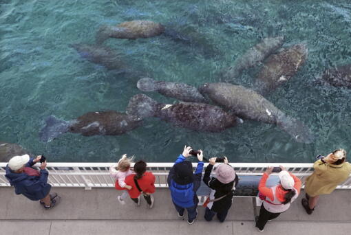 Cool temperatures brought dozens of manatees to the Florida Power and Light Manatee Lagoon in Riviera Beach, Fla. Wednesday, Jan 19, 2022. Last year was devastating for the gentle creatures, with a record set for mortality. The sea cows come to the power plant discharge area to bask in the warm water.