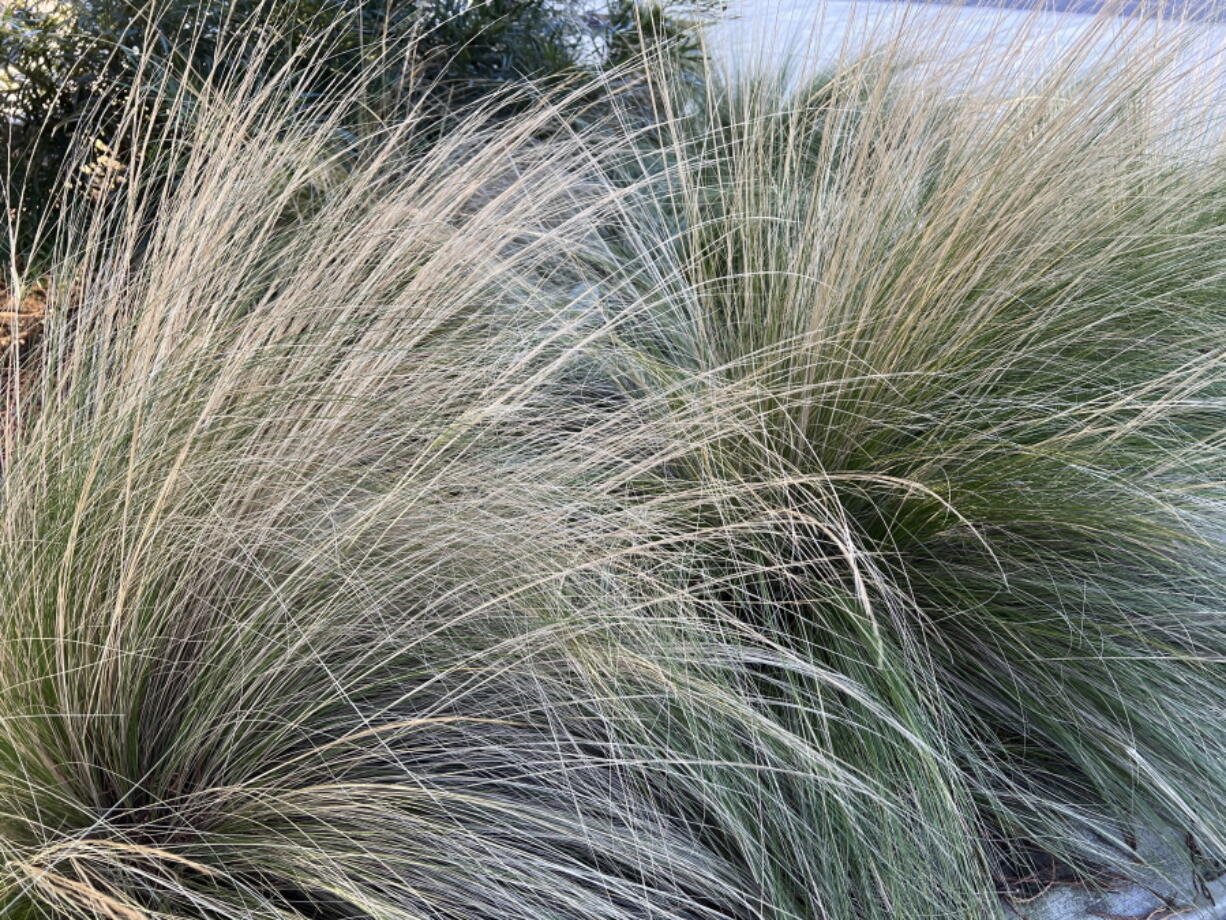 Clumps of tall fescues, such as this Idaho Fescue, Festuca idahoensis, are another great standard lawn replacement grass.
