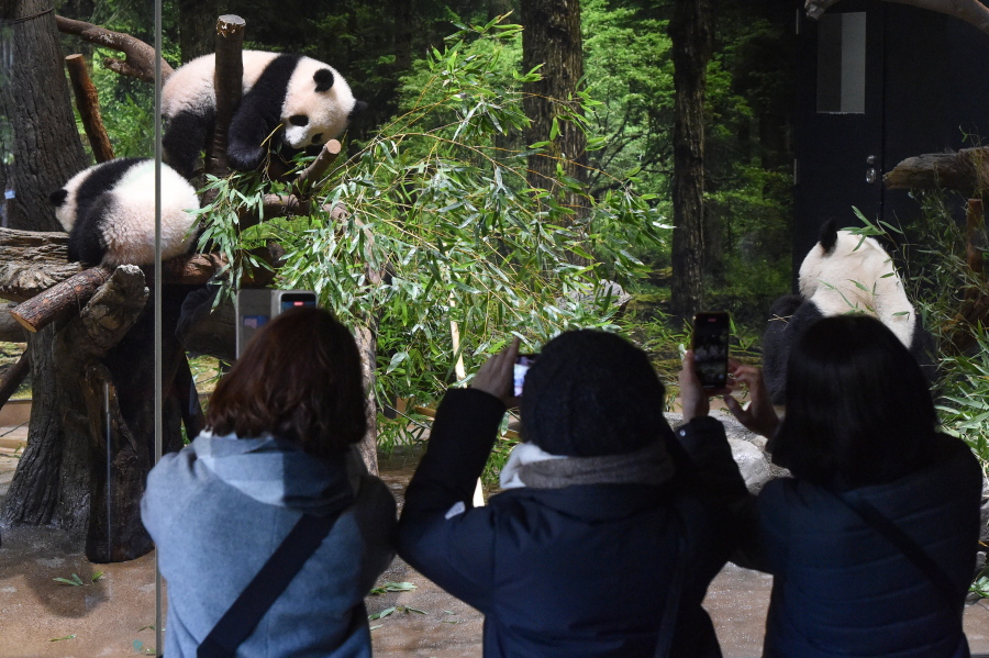 In this photo provided by Tokyo Zoological Park Society, visitors use smartphones to take pictures of Japanese-born twin pandas and their mother at Ueno Zoo in Tokyo, Wednesday, Jan. 12, 2022. Twin panda cubs made their first public appearance Wednesday before their devoted fans but only briefly - just for three days for now - due to the upsurge of the highly transmissible coronavirus variant.