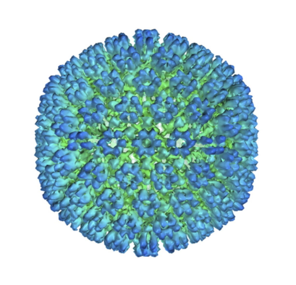 An illustration of the outer coating of the Epstein-Barr virus. (U.S.