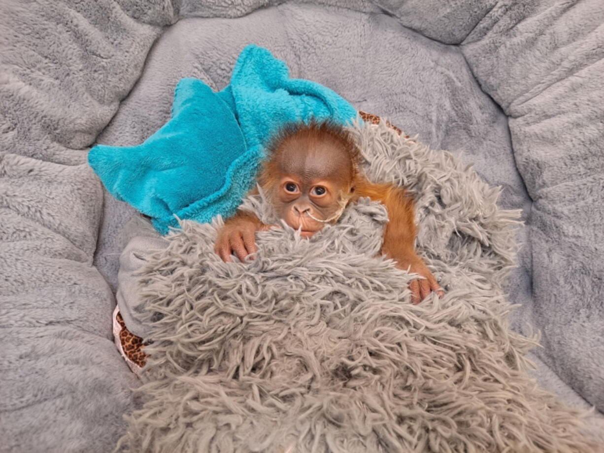 In this undated photo provided by the Audubon Zoo in New Orleans, an endangered Sumatran orangutan infant, who was born on Dec. 24, 2021, rests in New Orleans. The infant is being bottle-fed because his mother wasn't producing enough milk.