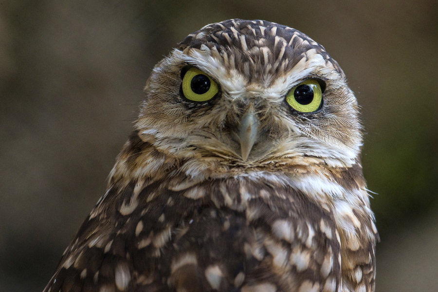 A burrowing owl in a habitat at the San Diego Zoo Safari Park, Calif., in 2014.