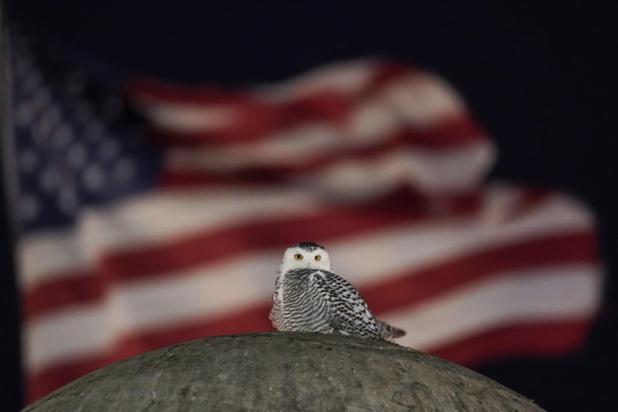 An American Flag flies in the distance as a rare snowy owl looks down from its perch atop the large stone orb of the Christopher Columbus Memorial Fountain at the entrance to Union Station in Washington, Friday, Jan. 7, 2022. Far from its summer breeding grounds in Canada, the snowy owl was first seen on January 3, the day a winter storm dumped eight inches of snow on the city.