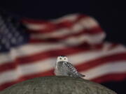 An American Flag flies in the distance as a rare snowy owl looks down from its perch atop the large stone orb of the Christopher Columbus Memorial Fountain at the entrance to Union Station in Washington, Friday, Jan. 7, 2022. Far from its summer breeding grounds in Canada, the snowy owl was first seen on January 3, the day a winter storm dumped eight inches of snow on the city.