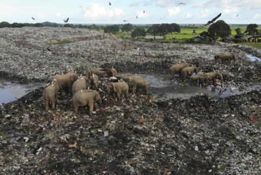 Wild elephants scavenge for food at an open landfill in Pallakkadu village in Ampara district, about 130 miles east of the capital Colombo, Sri Lanka, on Jan. 6. (Achala Pussalla/Associated Press)