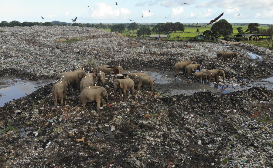Wild elephants scavenge for food at an open landfill in Pallakkadu village in Ampara district, about 130 miles east of the capital Colombo, Sri Lanka, on Jan. 6.