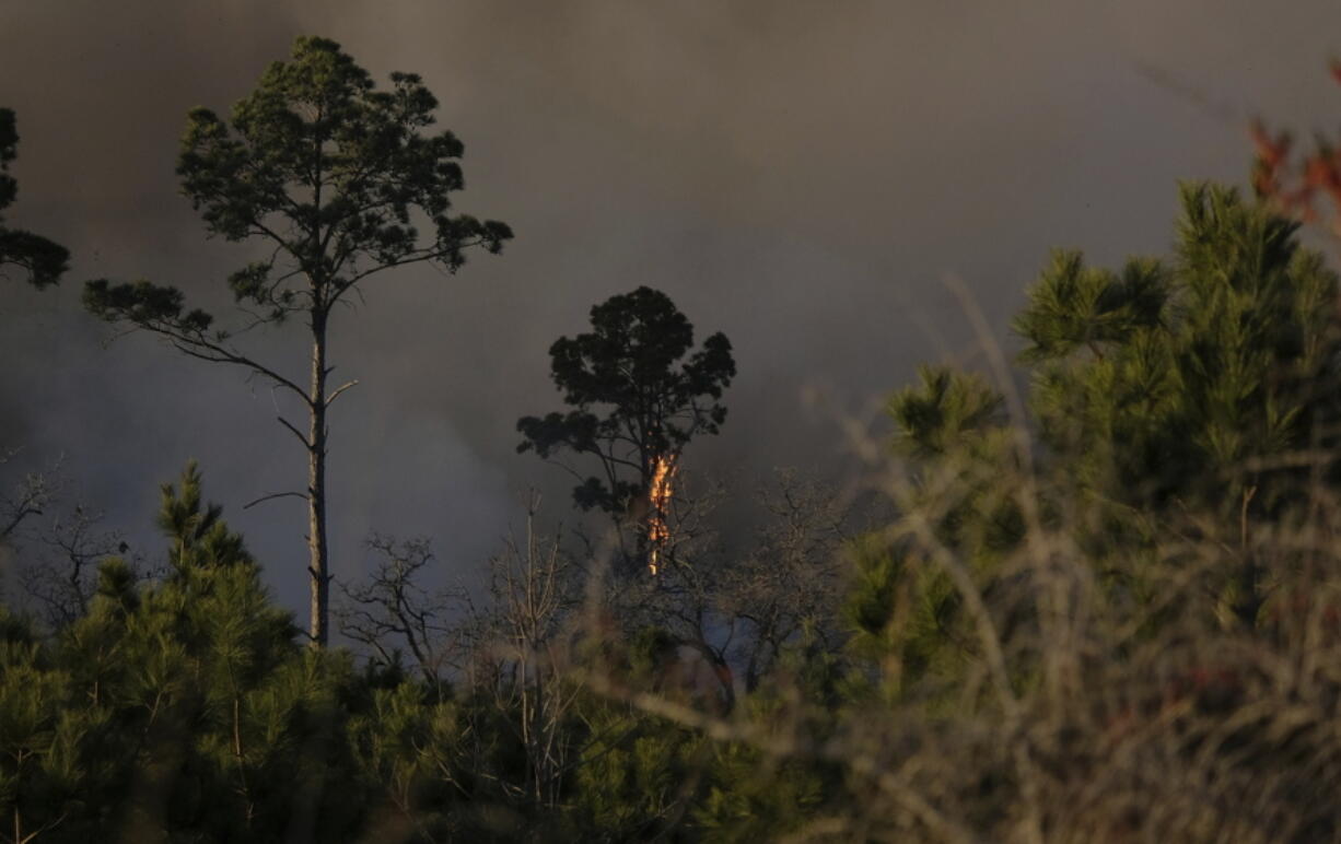 A tree burns in Bastrop State park after a controlled burn became unmanageable on Tuesday, Jan. 18, 2022, in Bastrop, Texas.
