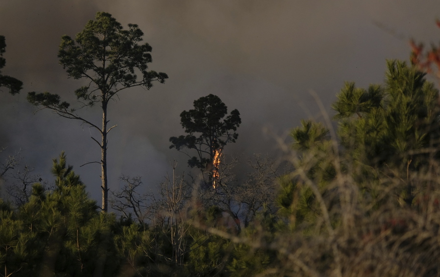 A tree burns in Bastrop State park after a controlled burn became unmanageable on Tuesday, Jan. 18, 2022, in Bastrop, Texas.