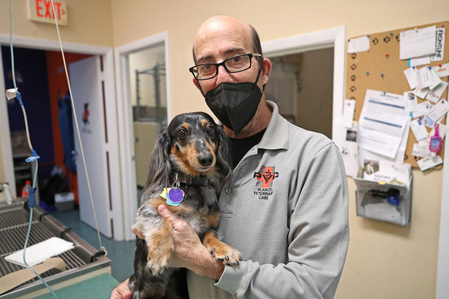 Dr. Mark Planco holds a dachshund named Domino at Planco Veterinary Care on Jan. 24 in Wellington, Fla.