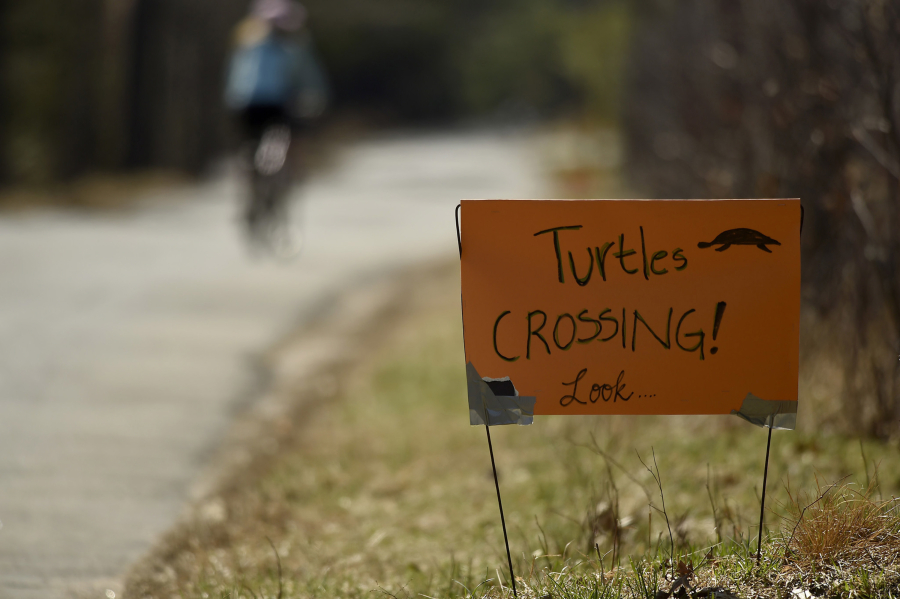 Concerned residents posted handmade signs warning drivers to slow down for turtles. Road crossings are often fatal for turtles.