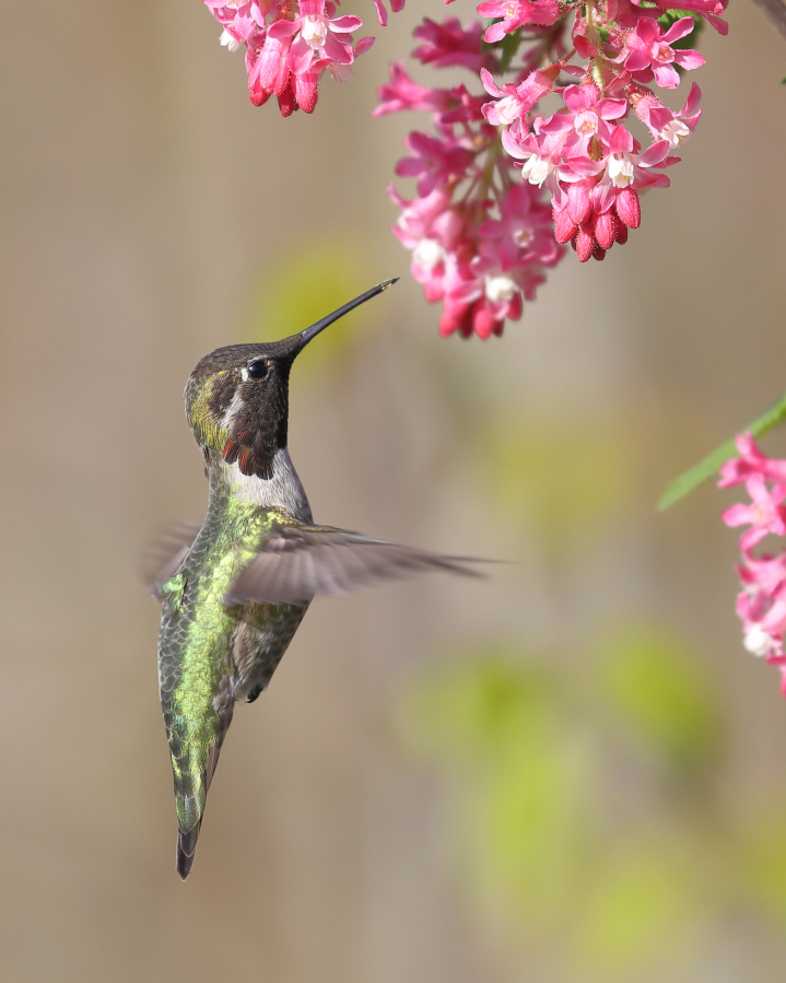 A male Anna's hummingbird feeds on a red flowering currant.