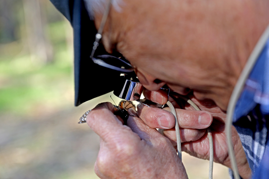 Kingston Leong, 82, looks for the ears on a monarch butterfly at the Coastal Access Monarch Butterfly Preserve on Jan. 20, 2022, in Los Osos, California.