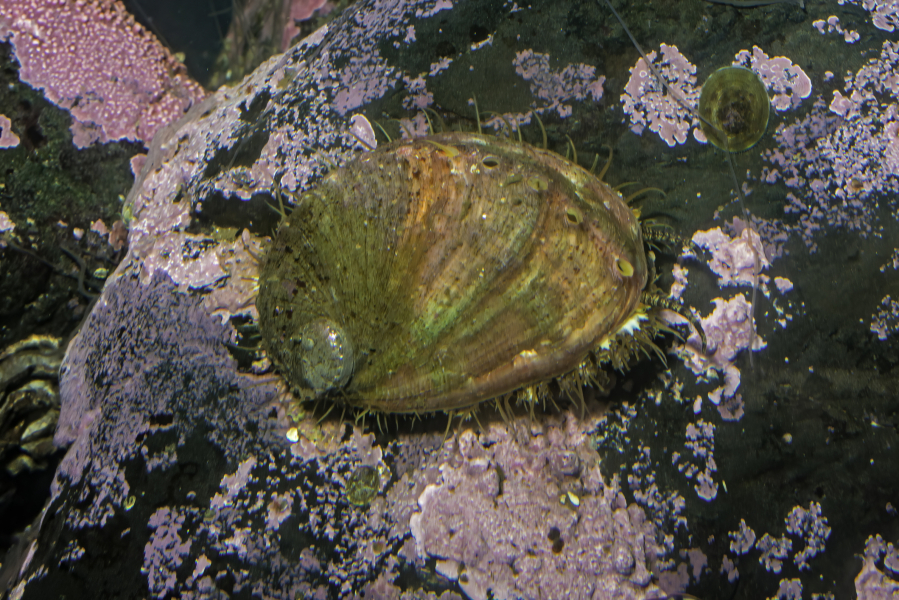 Haliotis kamtschatkana, northern abalone or pinto abalone, is a species of large sea snail, a marine gastropod mollusk in the family Haliotidae, the abalones. It has been listed as endangered by the IUCN Red List of Endangered Species since 2006.