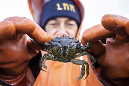 Lummi Natural Resources field technician Lisa Balton holds a European green crab pulled from a crab trap along the shoreline of the Sea Pond on Dec. 10.