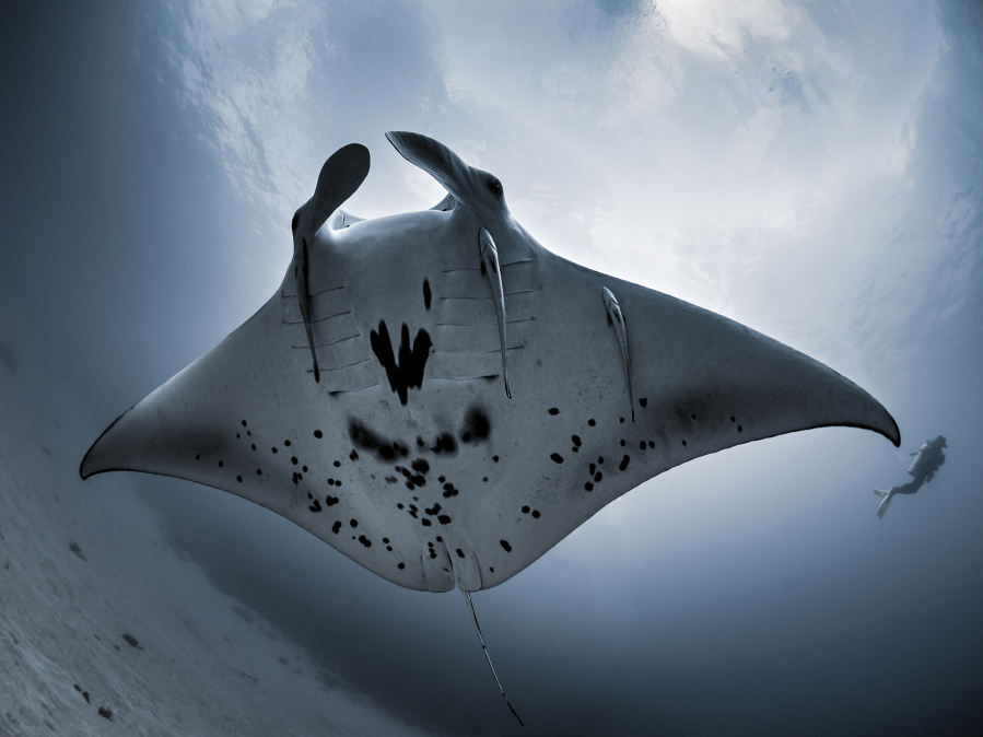 Juvenile manta rays, with a wing span of 6 to 10 feet, face a difficult time off the crowded South Florida coast, where they get hit by boats or caught up in fishing lines.
