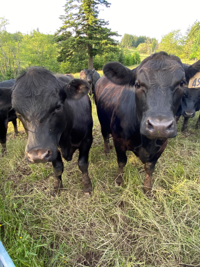 A pair of Angus steers pause while grazing in a pasture owned by Windy River Livestock. The family livestock operation has pastures in both Camas and Washougal.