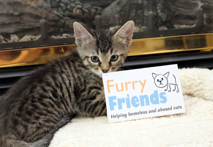 Kittens are adorable, but too many are a problem. Furry Friends hopes to raise $10,000 in March to support the costs of spaying and neutering cats.