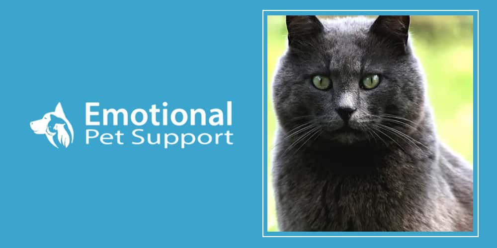 2 Emotional Pet Support