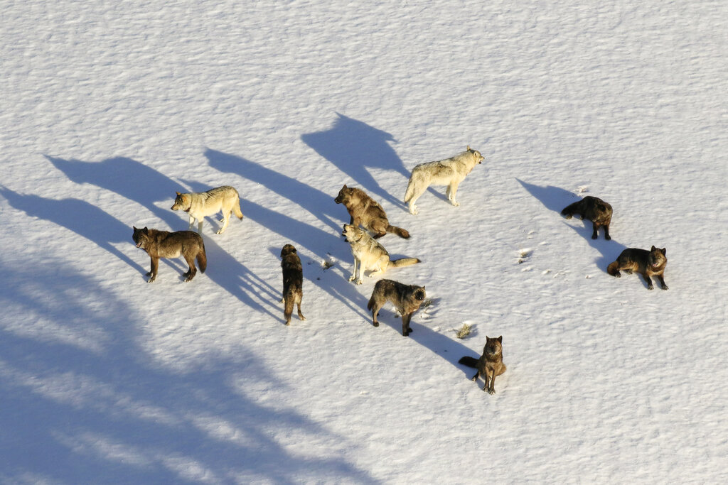 FILE - This March 21, 2019, aerial file photo provided by the National Park Service shows the Junction Butte wolf pack in Yellowstone National Park, Wyo. Park officials say 23 wolves have been killed by hunters and trappers after roaming out of the park in recent months.