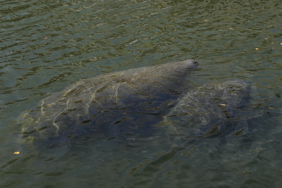 An adult and young manatee swim together in a canal, Feb. 16, 2022, in Coral Gables, Fla. There are about 82 rescued Florida manatees in rehabilitation centers across the U.S. as wildlife officials try to stem starvation deaths by the marine mammals due to poor water quality. The latest numbers were released Wednesday, Feb. 23, 2022 by the Florida Fish and Wildlife Conservation Commission and U.S. Fish and Wildlife Service as part of an unprecedented effort to feed starving manatees and treat those in distress.