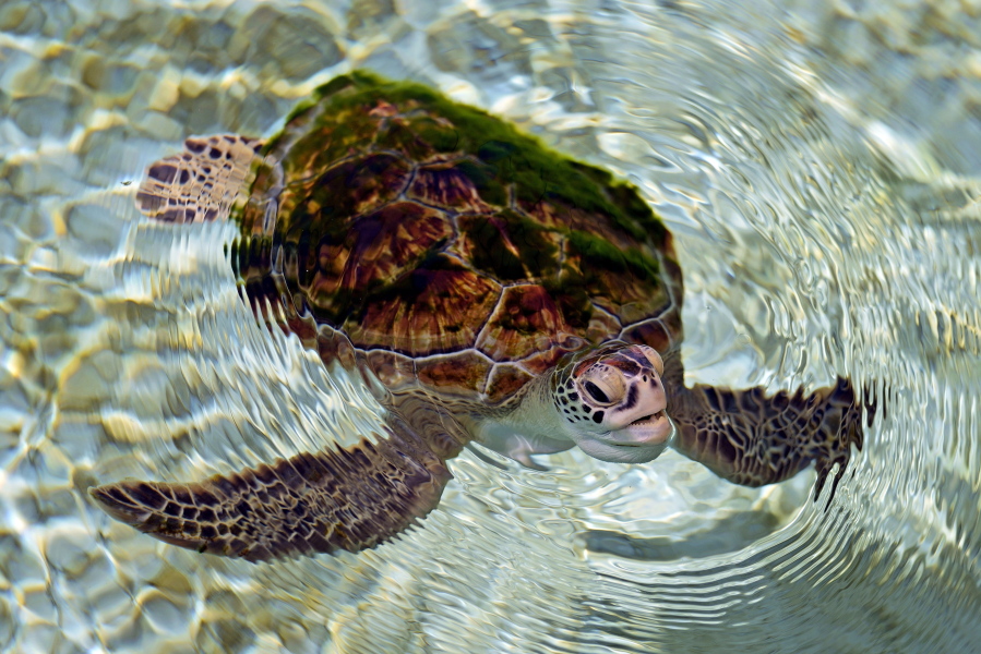 A rescued Green sea turtle swims in a pond at the Khor Kalba Conservation Reserve in the city of Kalba, on the east coast of the United Arab Emirates, Tuesday, Feb. 1, 2022.  A staggering 75% of all dead green turtles and 57% of all loggerhead turtles in Sharjah had eaten marine debris, including plastic bags, bottle caps, rope and fishing nets, a new study published in the Marine Pollution Bulletin. The study seeks to document the damage and danger of the throwaway plastic that has surged in use around the world and in the UAE, along with other marine debris.