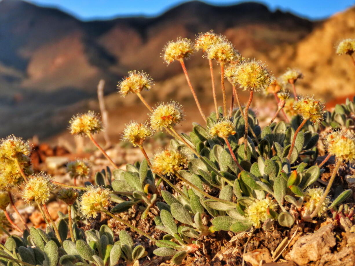 In this photo taken June 1, 2019, by Patrick Donnelly of the Center for Biological Diversity is the rare desert wildflower Tiehm's buckwheat in the Silver Peak Range about 120 miles south of Reno, Nev.
