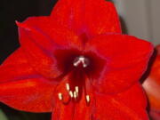 This image provided by Jeff Lowenfels shows an Amaryllis bulb in bloom on Saturday, Jan. 22, 2022, in Anchorage, Alaska.