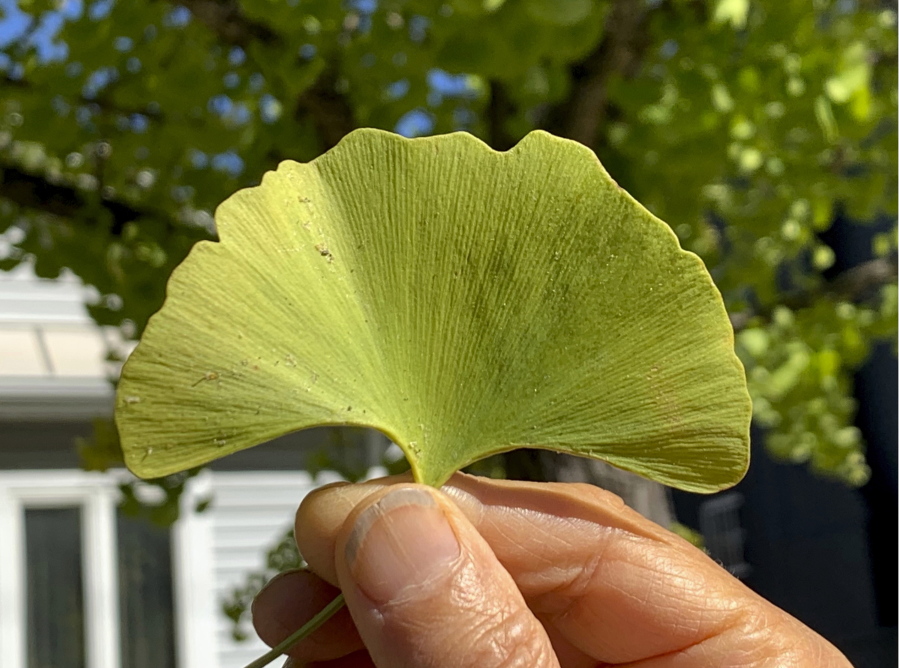 A ginkgo leaf (Lee Reich)