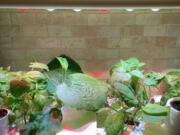 Various vegetable seedlings maturing indoors under grow lights.