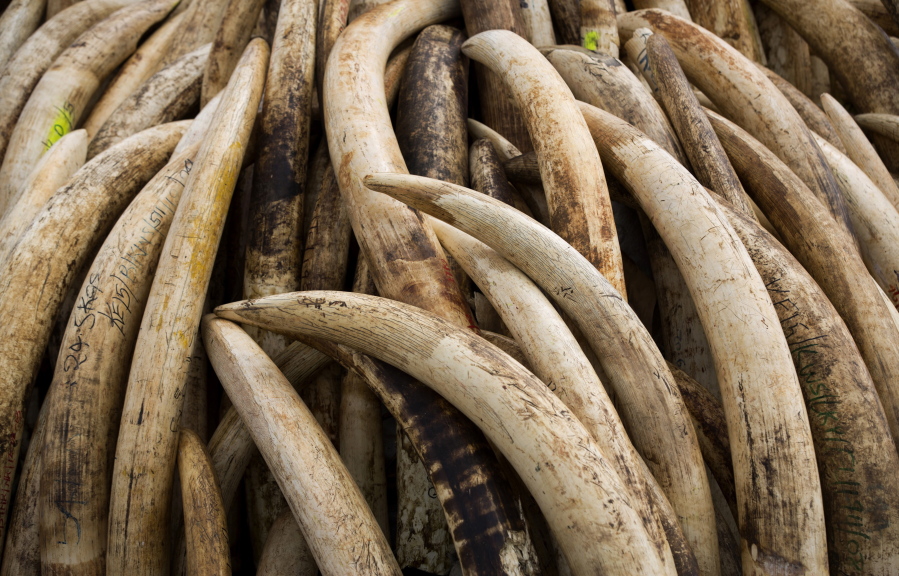 FILE - Elephant tusks are stacked in one of around a dozen pyres of ivory, in Nairobi National Park, Kenya on April 28, 2016. According to a report released on Monday, Feb. 14, 2022, scientists found that most large ivory seizures between 2002 and 2019 contained tusks from repeated poaching of the same elephant populations.
