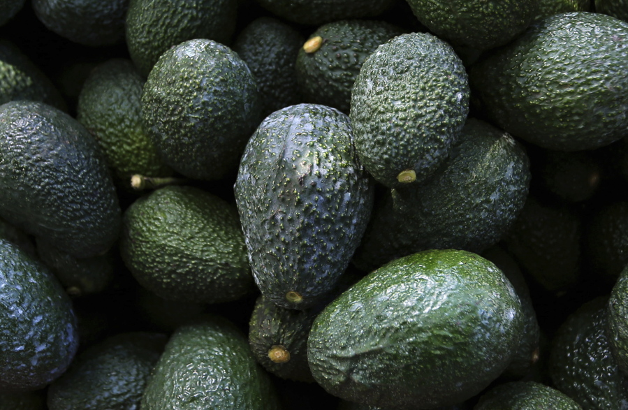 FILE - Recently harvested avocados at an orchard near Ziracuaretiro, Michoacan state, Mexico, Oct. 1, 2019. Mexico has acknowledged late Saturday, Feb. 13, 20222, that the U.S. government has suspended all imports of Mexican avocados after a U.S. plant safety inspector in Mexico received a threat.