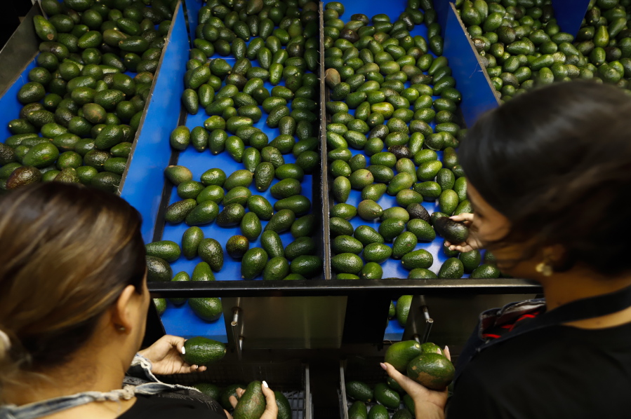 A worker selects avocados at a packing plant in Uruapan, Mexico, Wednesday, Feb. 16, 2022. Mexico has acknowledged that the U.S. government has suspended all imports of Mexican avocados after a U.S. plant safety inspector in Mexico received a threat.