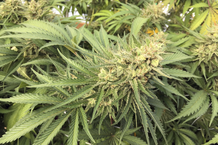 FILE - A marijuana bud is seen before harvesting near Corvallis, Ore. on Sept. 30, 2016. Seven years after Oregon voters passed a ballot measure legalizing the recreational use of marijuana and its regulated cultivation and sale, the state is grappling with an explosion of illegal marijuana farms. Several bills before the Oregon Legislature, which opened its 2022 session on Tuesday, Feb. 1, 2022, aim to address the problem, including one that would direct the Oregon State Police to establish a unit to assist County Sheriffs' officers in marijuana-law enforcement.