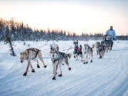 Josh McNeal leads his sled dog team out on a run in preparation for the 2021 Iditarod.