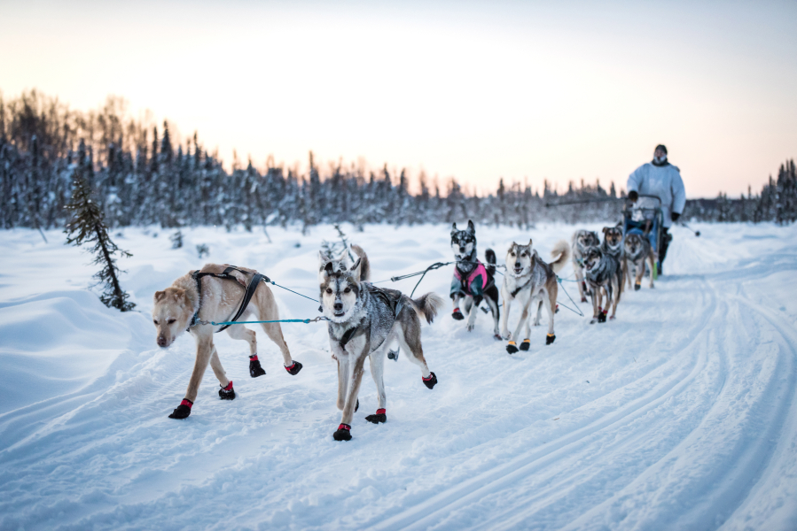 Josh McNeal leads his sled dog team out on a run in preparation for the 2021 Iditarod.