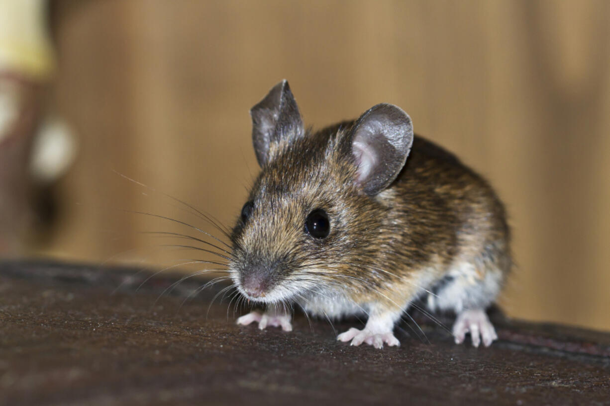 A mouse in the house can cause serious damage.