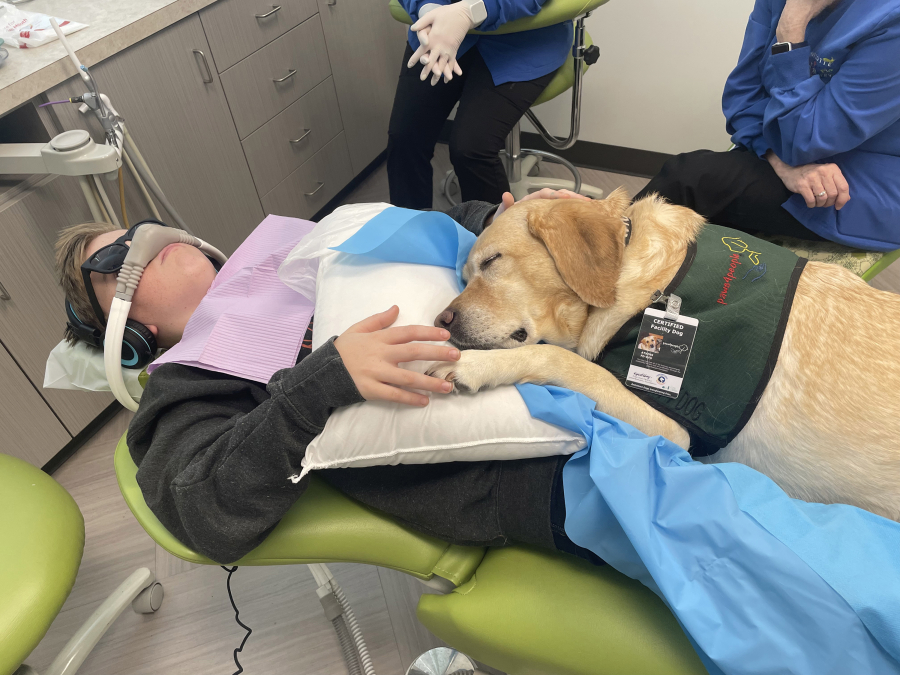 A Labrador retriever named Atkins sits on Levi McAllister's lap as he gets two teeth pulled at Charlotte Pediatric Dentistry in Charlotte, N.C.