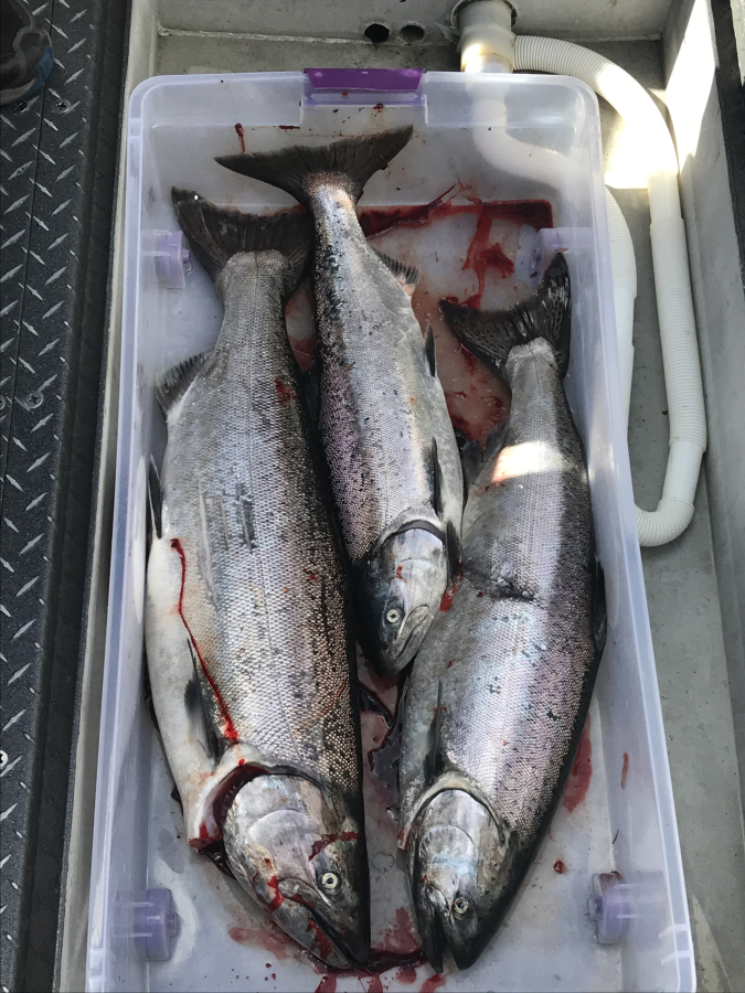 Fat spring Chinook fill a fish box in April of 2021. Anglers can fish the entire main stem Columbia this year, with no bubble closure at the mouth of the Cowlitz River.