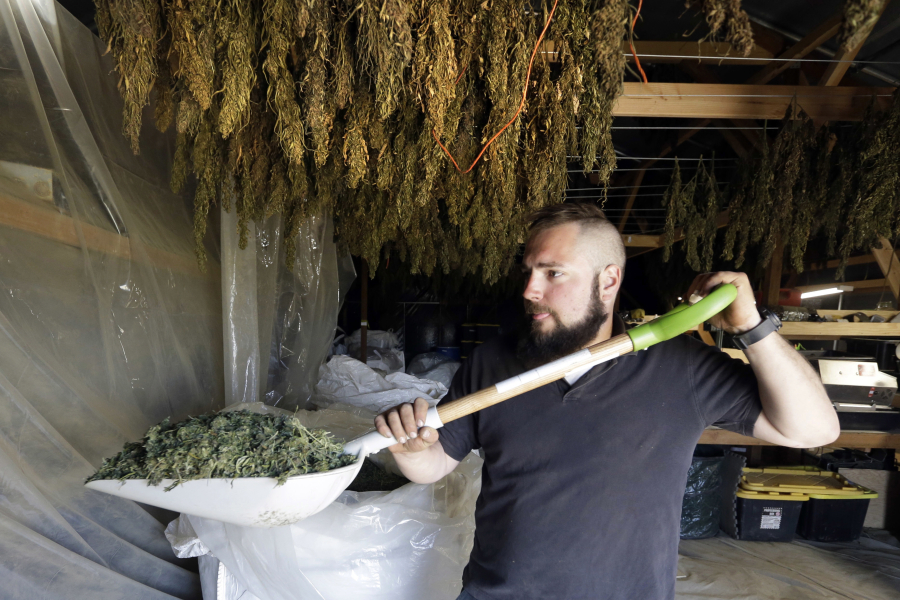 FILE - In this April 23, 2018, file photo, Trevor Eubanks, plant manager for Big Top Farms, shovels dried hemp as branches hang drying in barn rafters overhead at their production facility near Sisters, Ore.